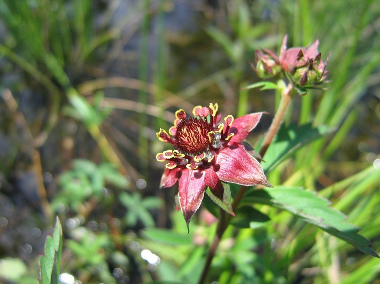 Potentilla palustris